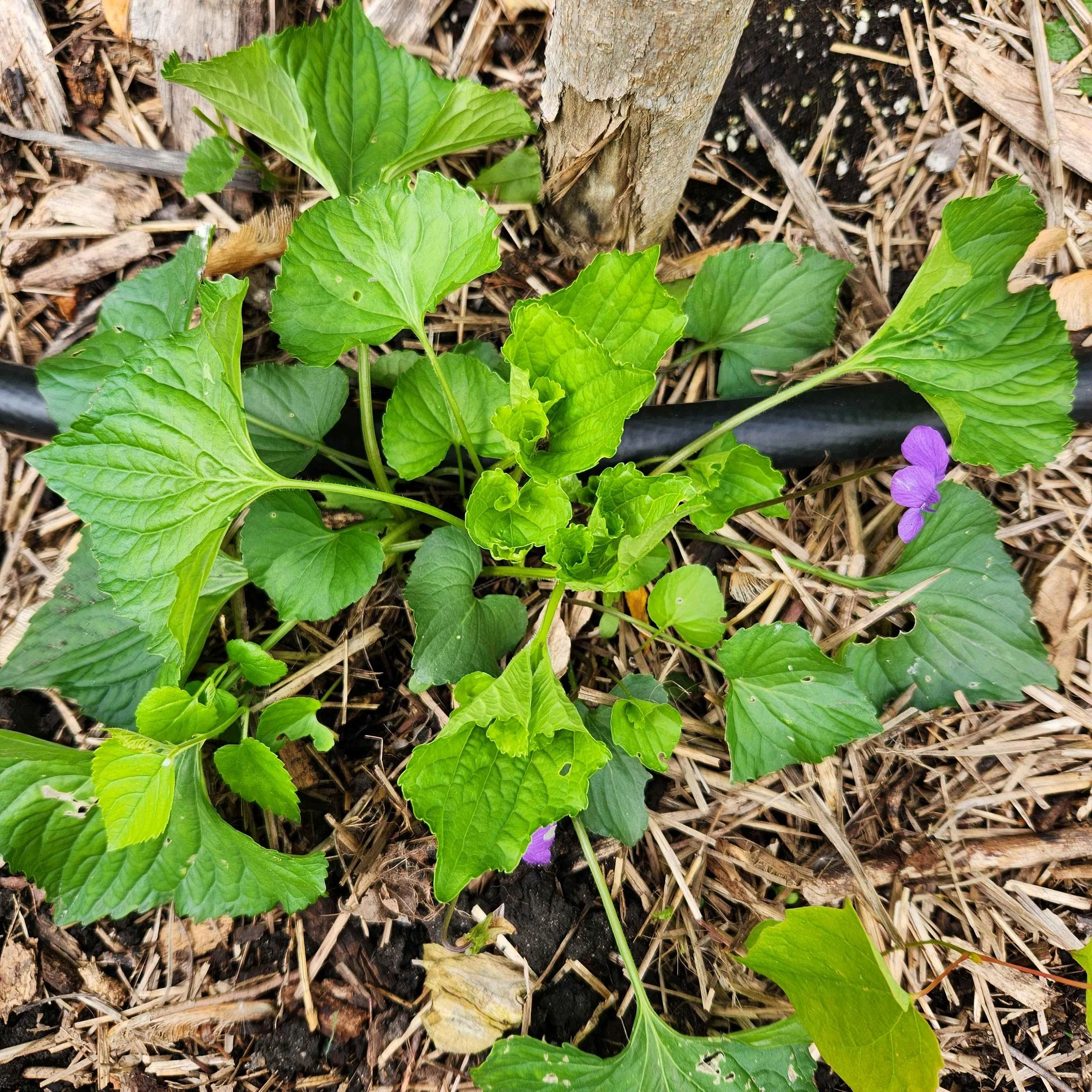 Viola sororia, Common Blue Violet — Detroit Abloom